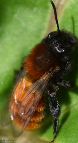Tawny Mining Bee