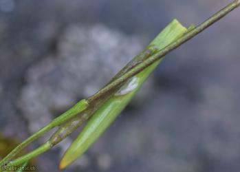New Zealand Bitter-cress