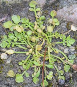 New Zealand Bitter-cress