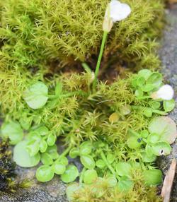New Zealand Bitter-cress