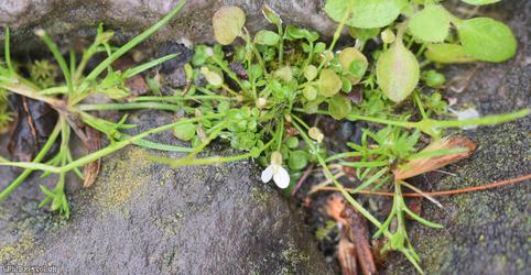 New Zealand Bitter-cress