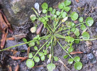 New Zealand Bitter-cress