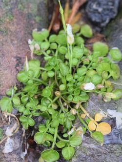 New Zealand Bitter-cress