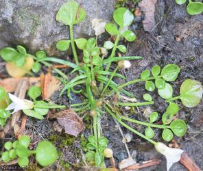 New Zealand Bitter-cress