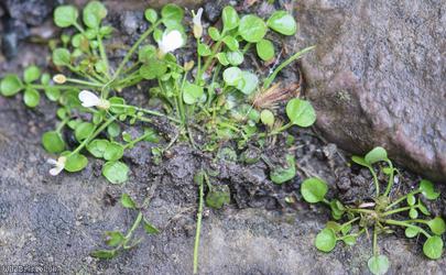 New Zealand Bitter-cress
