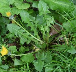 Pretty-leaved Dandelion