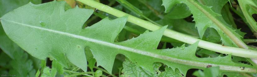 Pretty-leaved Dandelion
