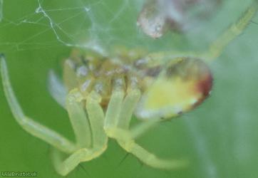 Six-spotted Orbweaver