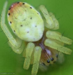 Six-spotted Orbweaver