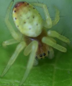 Six-spotted Orbweaver