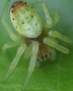 Six-spotted Orbweaver