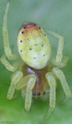Six-spotted Orbweaver