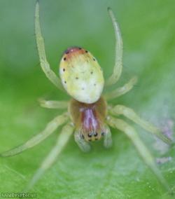 Six-spotted Orbweaver