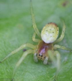Six-spotted Orbweaver