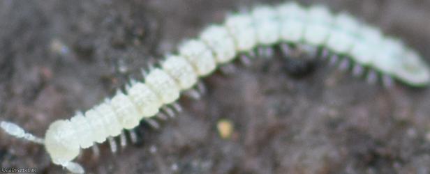 image for Macrosternodesmus palicola