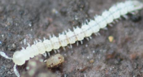Macrosternodesmus palicola