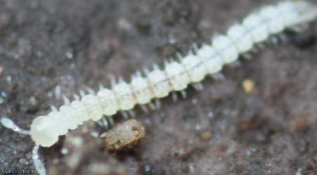 Macrosternodesmus palicola