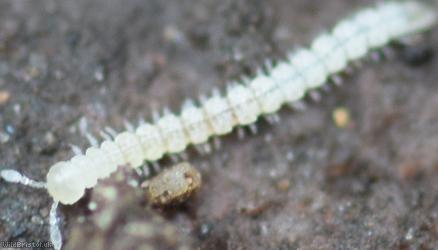 Macrosternodesmus palicola