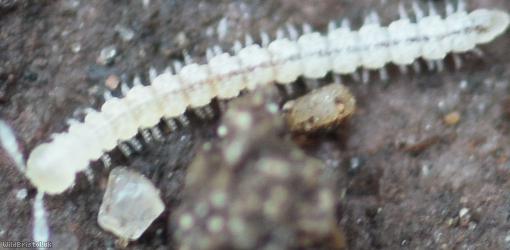 Macrosternodesmus palicola