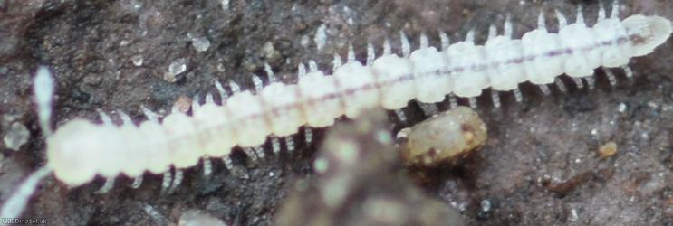 Macrosternodesmus palicola