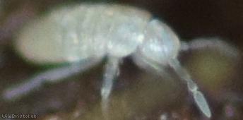 Pseudosinella alba