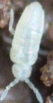 image for Pseudosinella alba