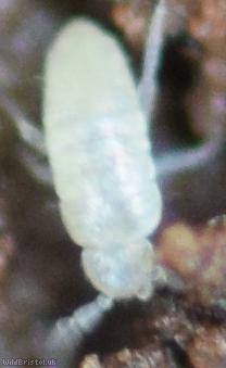 Pseudosinella alba