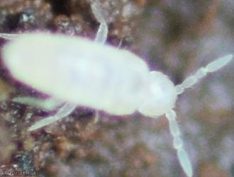 Pseudosinella alba