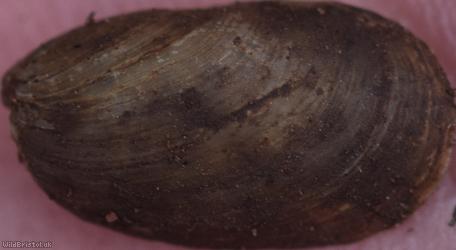 image for Atlantic Shelled Slug
