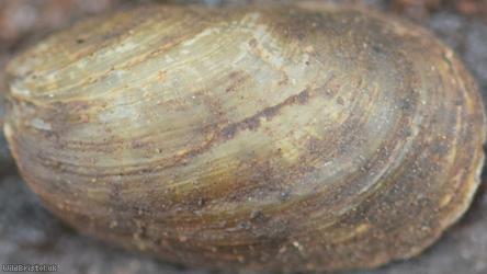 Atlantic Shelled Slug