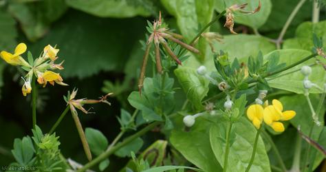 Common Bird's-foot Trefoil