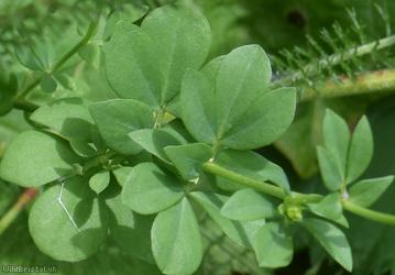 Common Bird's-foot Trefoil
