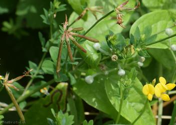 Common Bird's-foot Trefoil