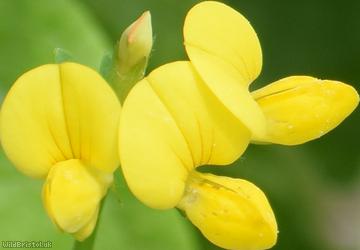 Common Bird's-foot Trefoil