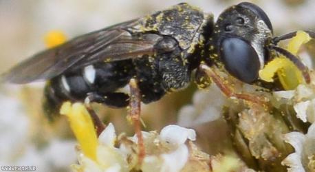 Common Spiny Digger Wasp