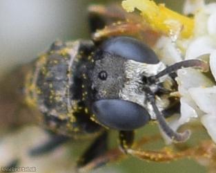 Common Spiny Digger Wasp