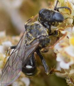 Common Spiny Digger Wasp
