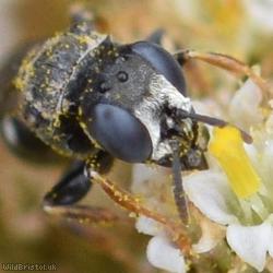 Common Spiny Digger Wasp