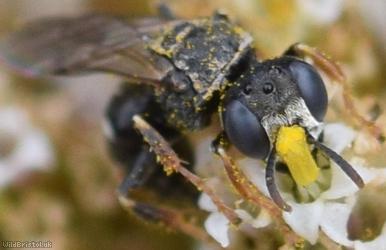 Common Spiny Digger Wasp