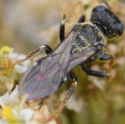 Common Spiny Digger Wasp