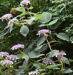 Sargent's Hydrangea