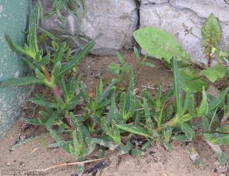 image for Hottentot-fig