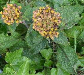 Ploughman's Spikenard