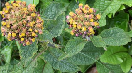 Ploughman's Spikenard