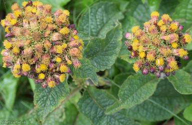 Ploughman's Spikenard