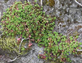 image for Lesser Caucasian-Stonecrop