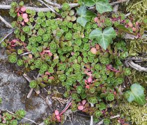 Lesser Caucasian-Stonecrop