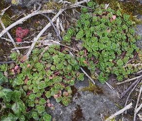 Lesser Caucasian-Stonecrop