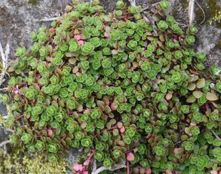 Lesser Caucasian-Stonecrop