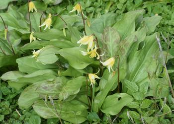 Erythronium ‘Pagoda’